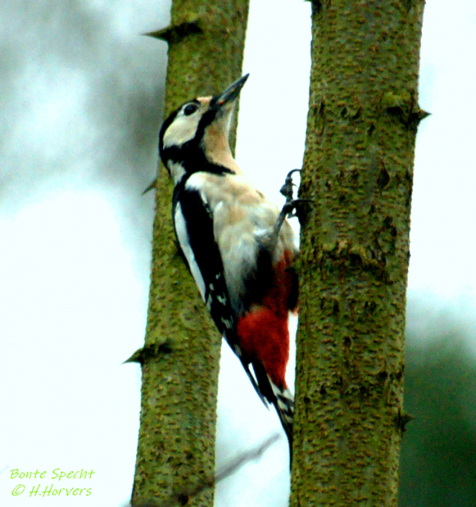Bonte Specht - Vogels - Bonte Specht