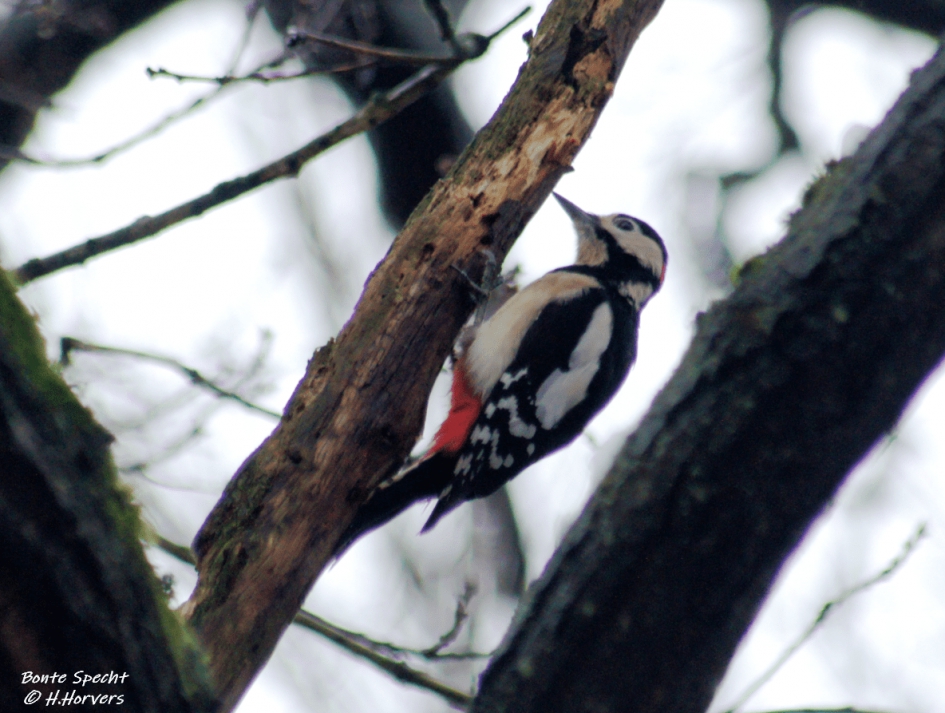 Bonte Specht - Vogels - Bonte Specht