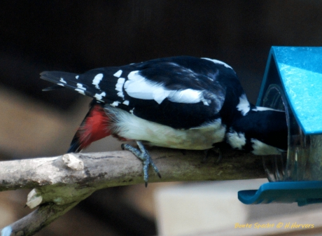 Bonte Specht aan de pindakaas