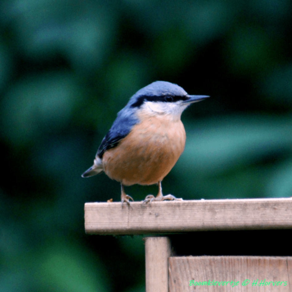 Boomklevertje - Vogels - Boomklevertje