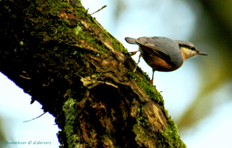 Boomklevertje - Vogels - Boomklevertje