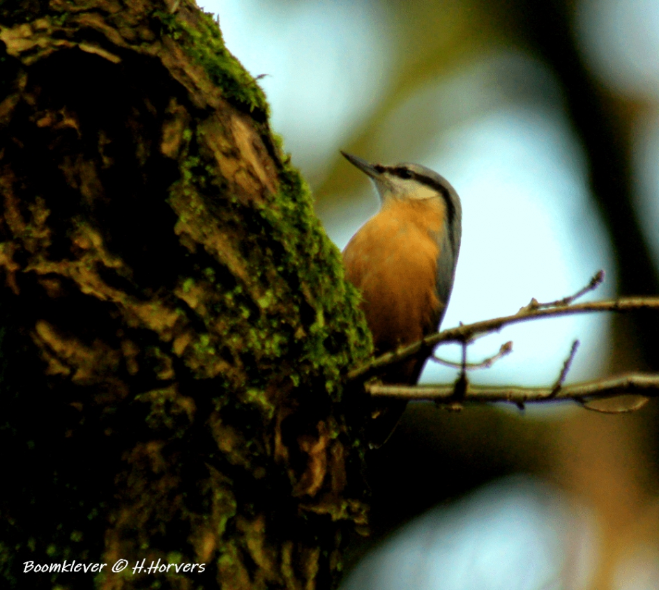 Boomklevertje - Vogels - Boomklevertje