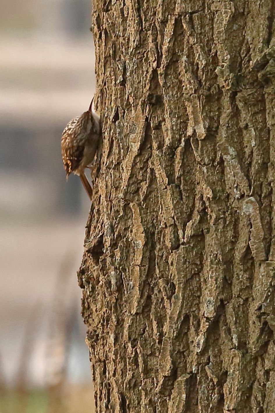 boomkruiper - Vogels - boomkruiper