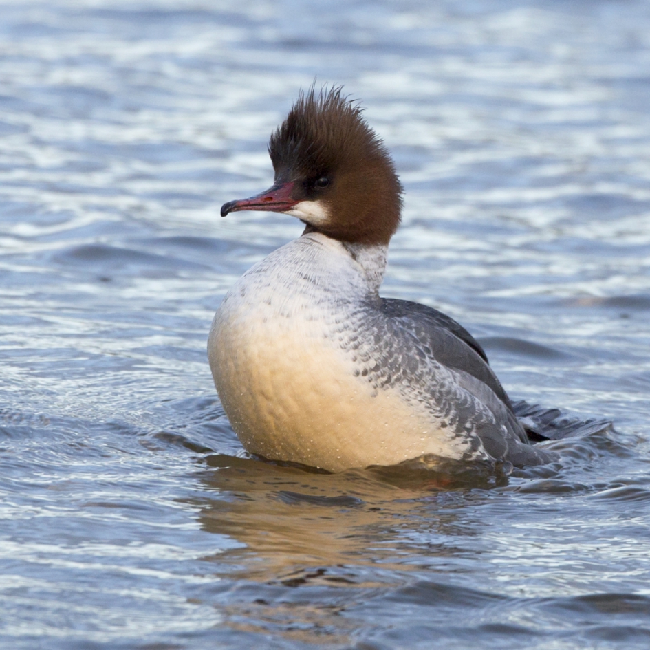 Boterbuik - Vogels - Grote Zaagbek