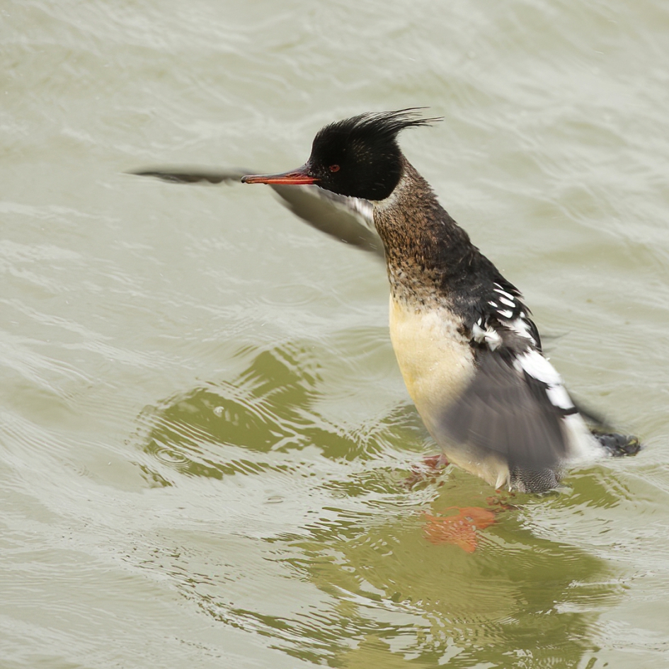 Bovengemiddeld ... - Vogels - Middelste Zaagbek