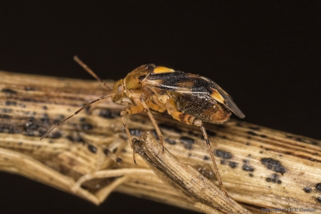 Brandnetelwants (Liocoris tripustulatus)