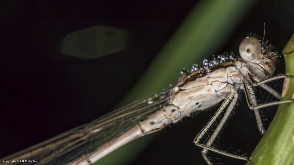 BRUINE WINTERJUFFER(SYMPECMA FUSCA) - Geleedpotigen - BRUINE WINTERJUFFER