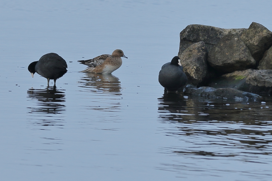 buurtoverleg - Vogels - meerkoet