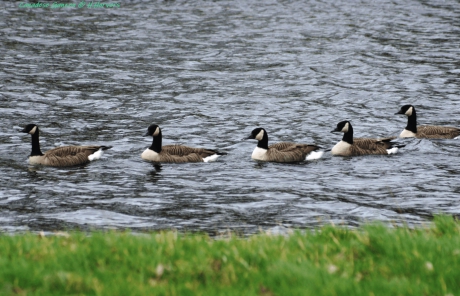 Canadese gans