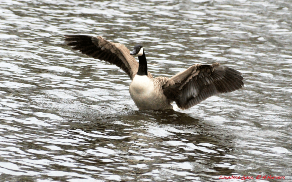Canadese Gans - Vogels - Canadese Gans
