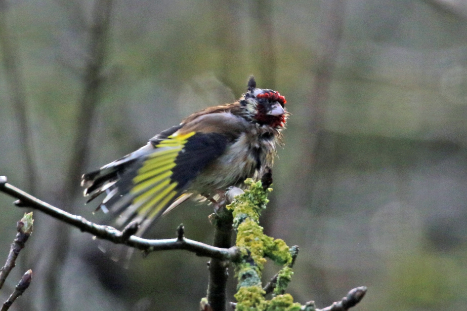 Carnavalskleding ? - Vogels - 