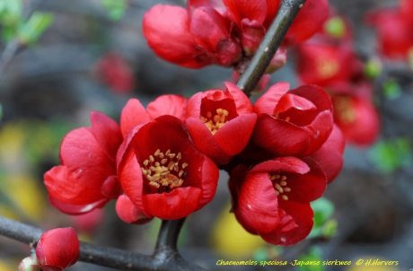 Chaenomeles speciosa -Japanse sierkwee