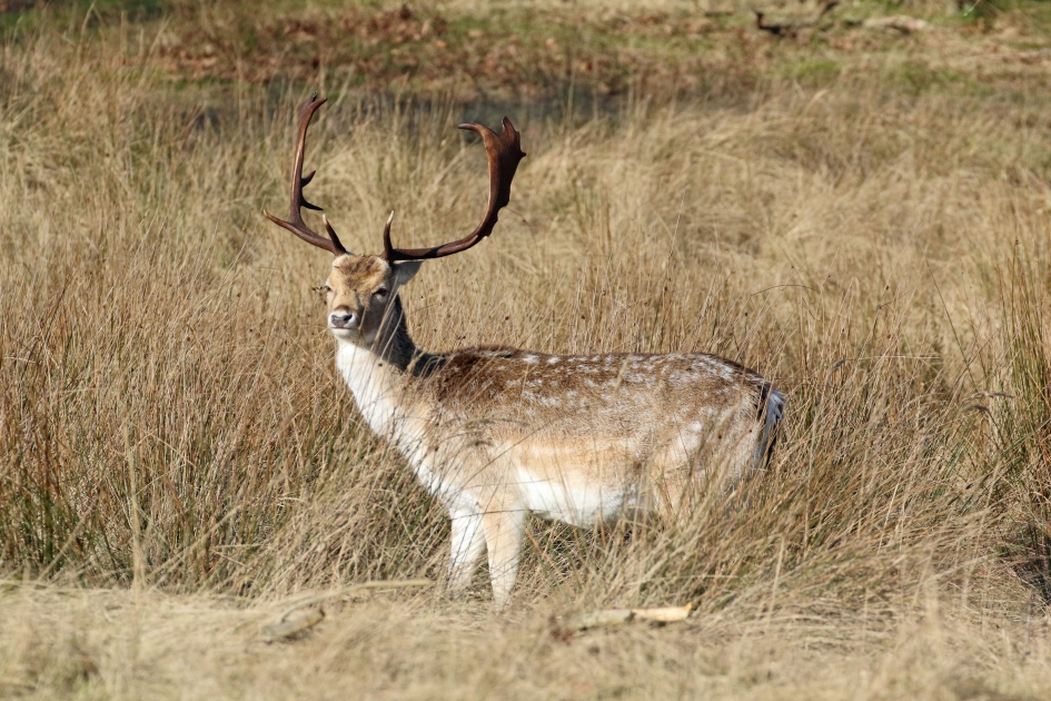 Damhert - Zoogdieren - 