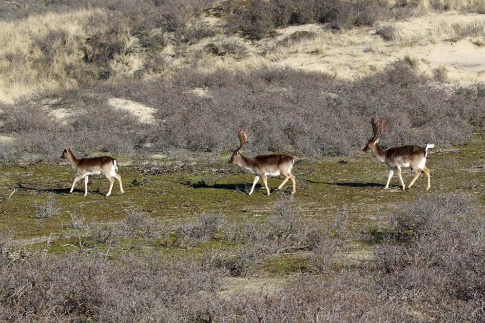 Damherten (1) - Zoogdieren - 
