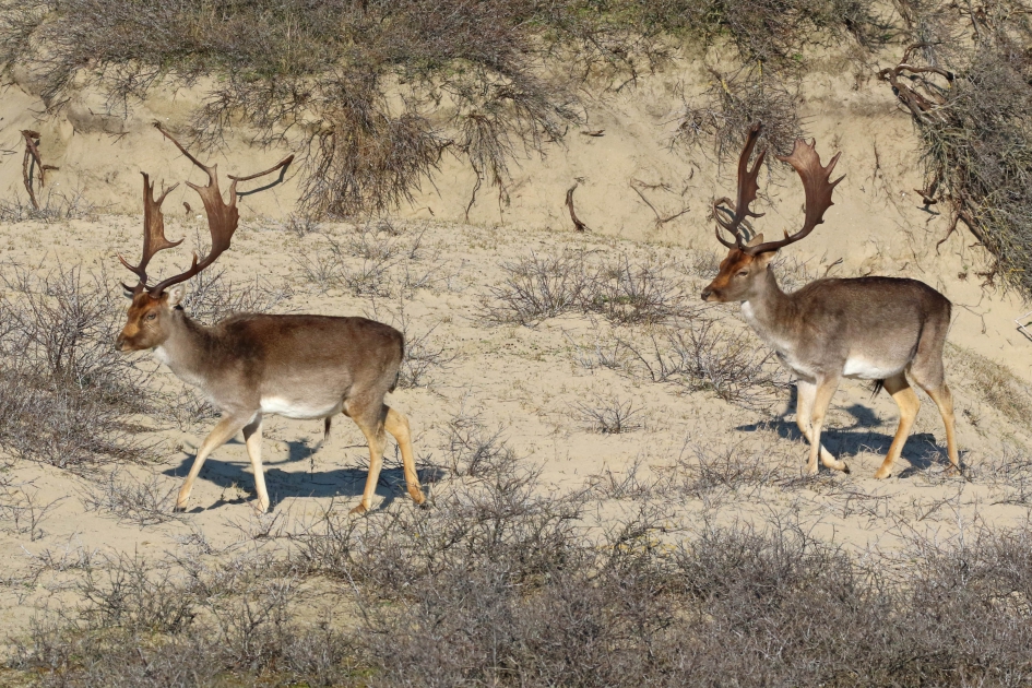 Damherten (2) - Zoogdieren - 