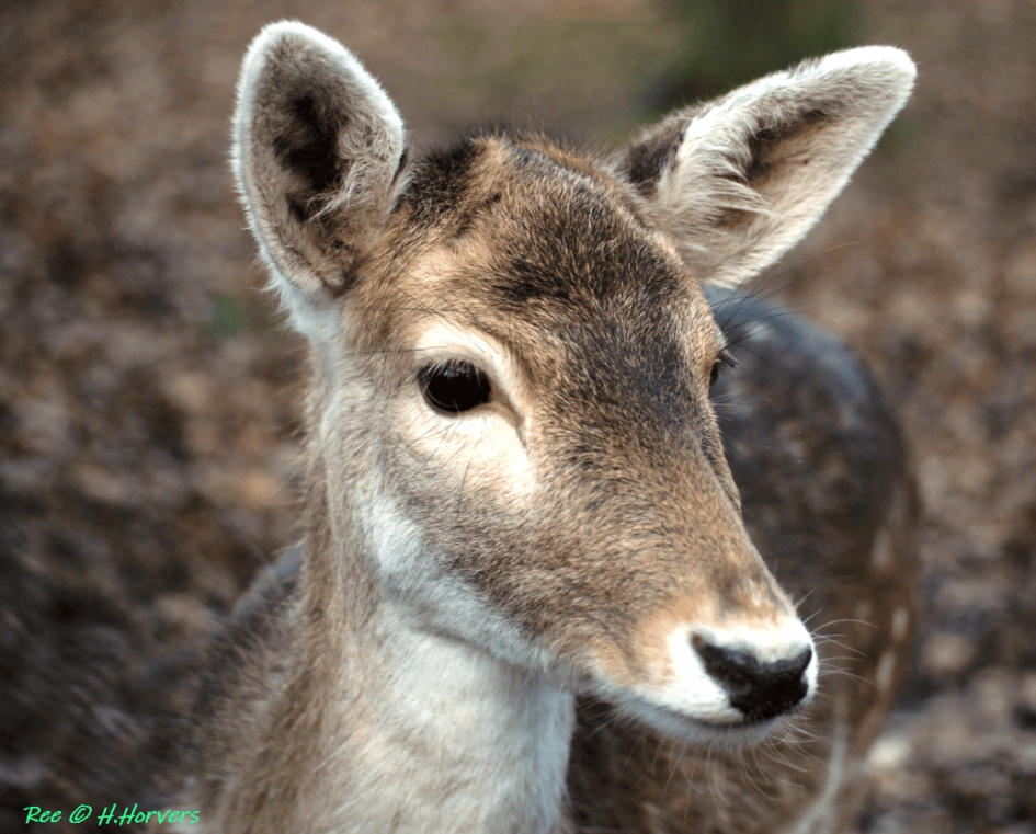 Damhertje - Zoogdieren - Damhert