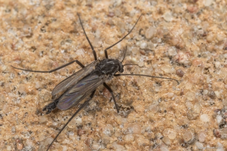 Dansmug (Chironomidae)