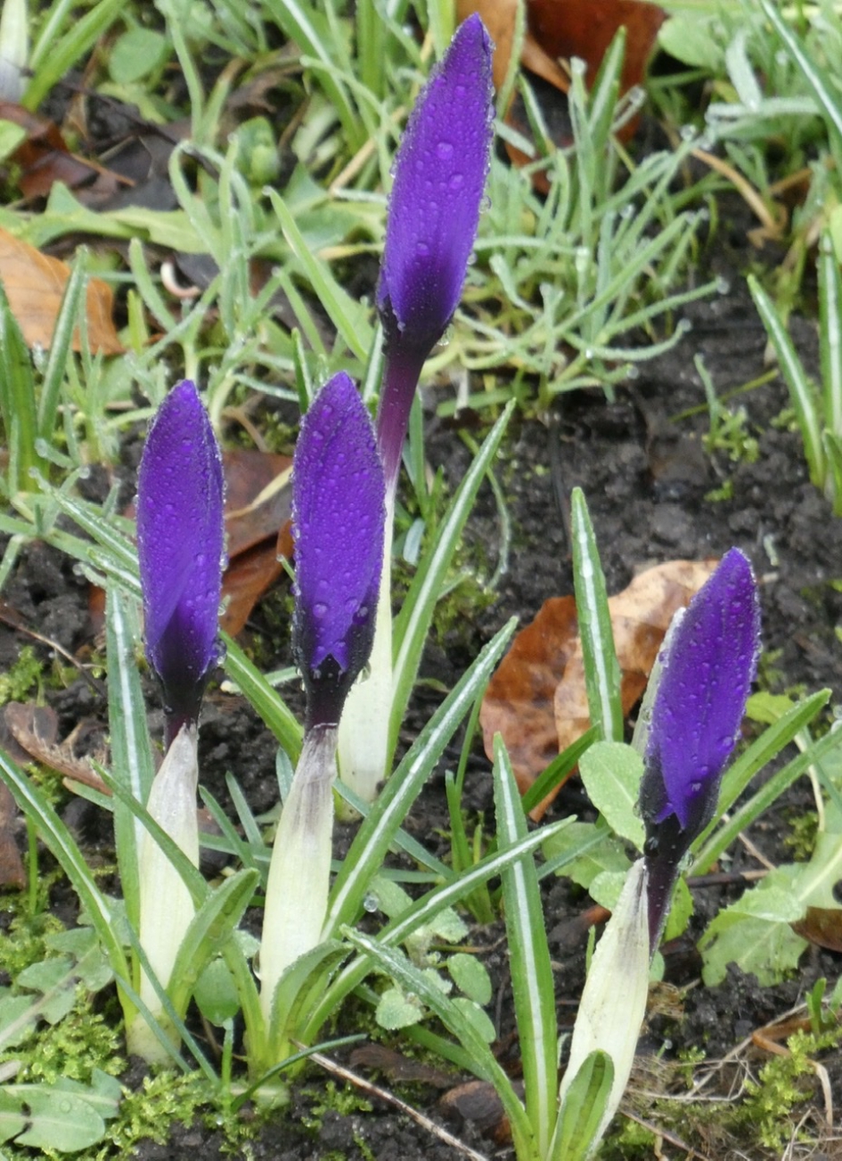 Dauwdruppels op de krokussen - Planten - 