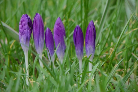 De familie krokus heeft ze allemaal op een rijtje.