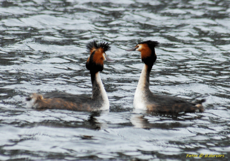 De Futen worden weer actief ... - Vogels - futen