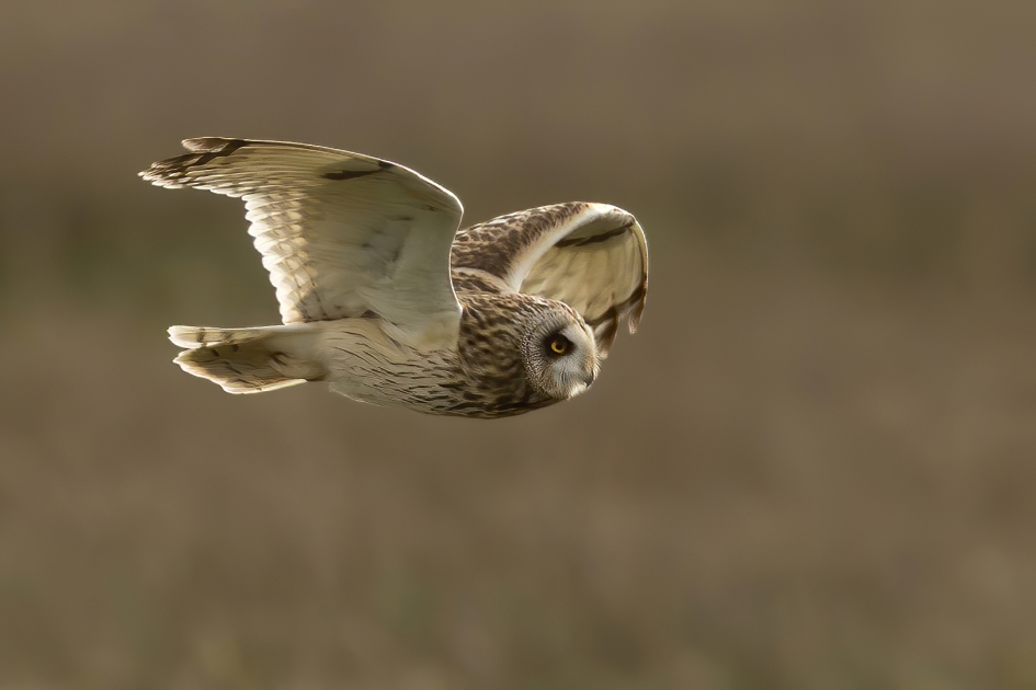 De Katuil - Vogels - Velduil