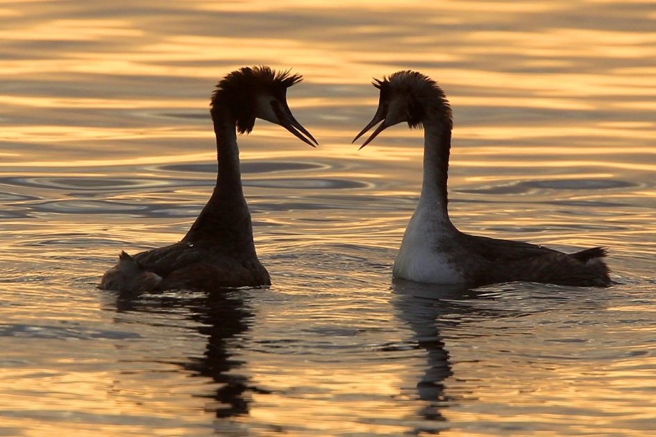 De lente is al begonnen ... - Vogels - Fuut