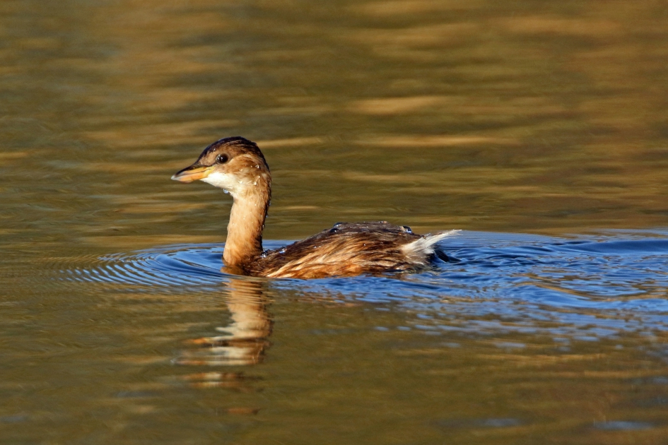 Dodaars (2) - Vogels - 