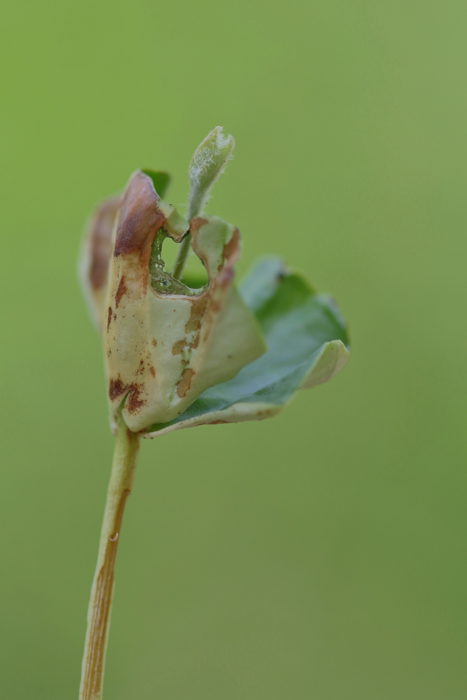doorkijkje - Planten - 