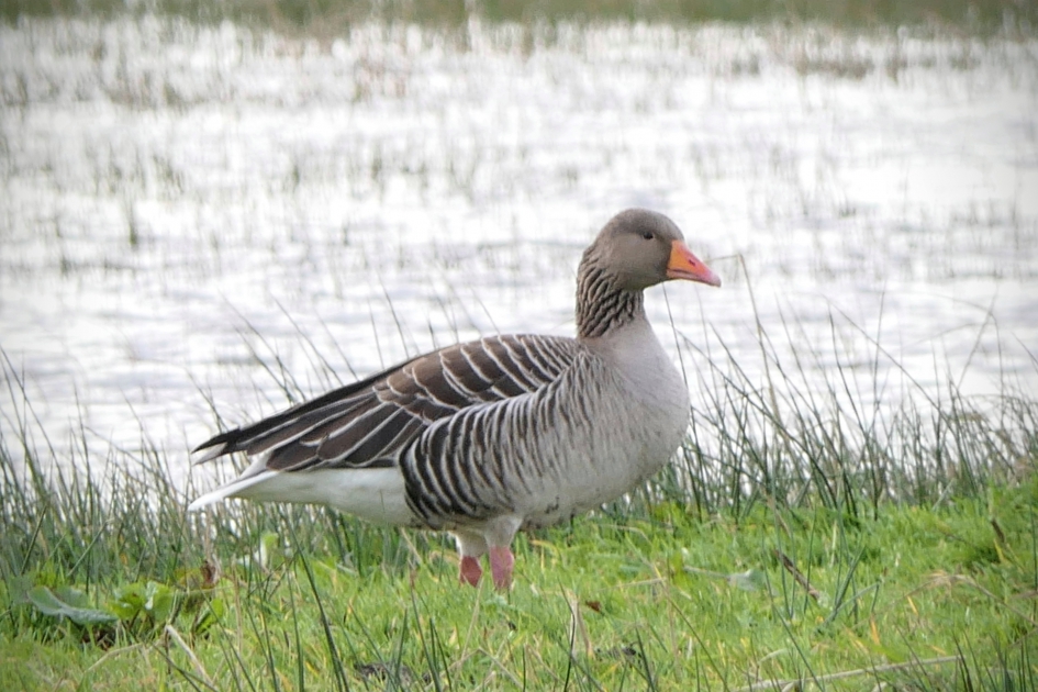 "Dromer" - Vogels - Grauwe gans