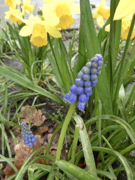 Druifjes