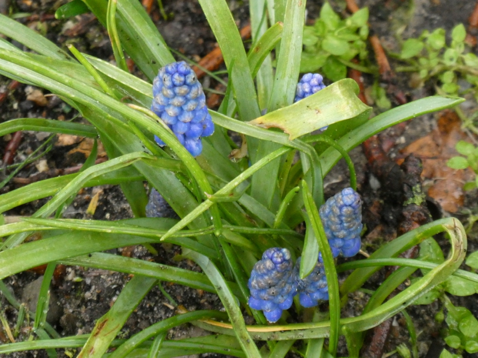 Druifjes - Planten - 