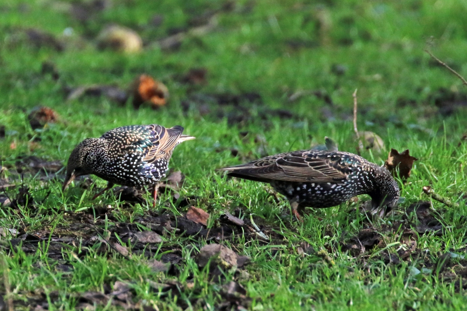 Druk bezig - Vogels - 