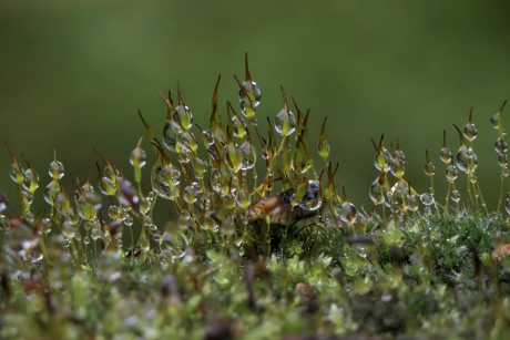 Druppel, druppel, druppel....