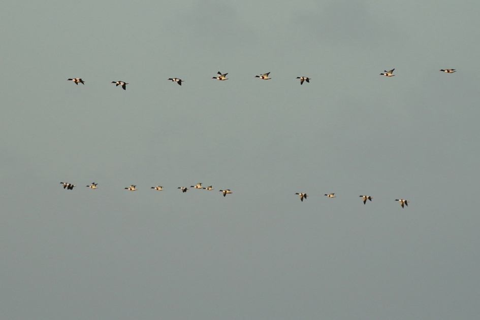 dubbeldeks - Vogels - bergeend