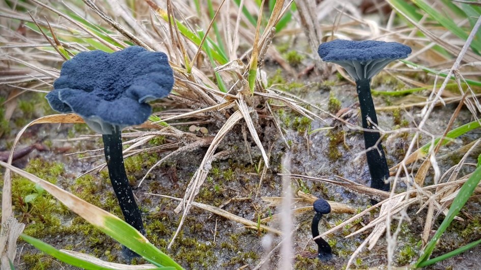 Dubbelgangers? - Schimmels - Blauwgroen trechtertje.