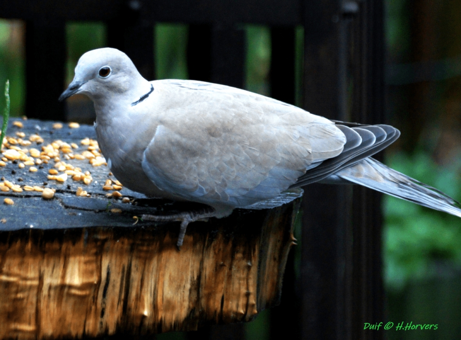 Duif - Vogels - Duif