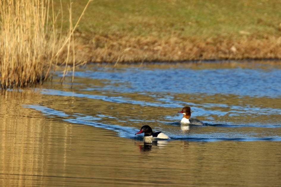 Echtpaar grote zaagbek - Vogels - 