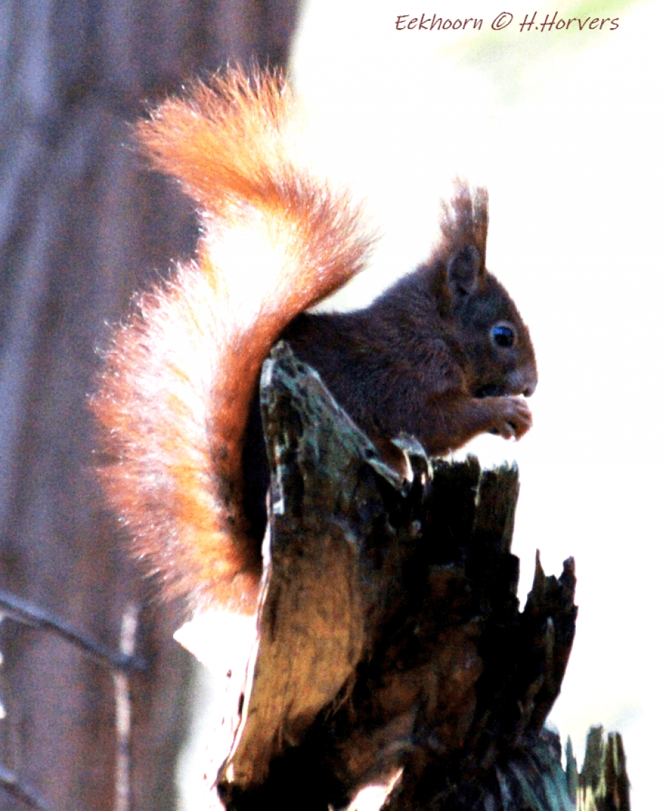 Eekhoorn - Zoogdieren - Eekhoorn