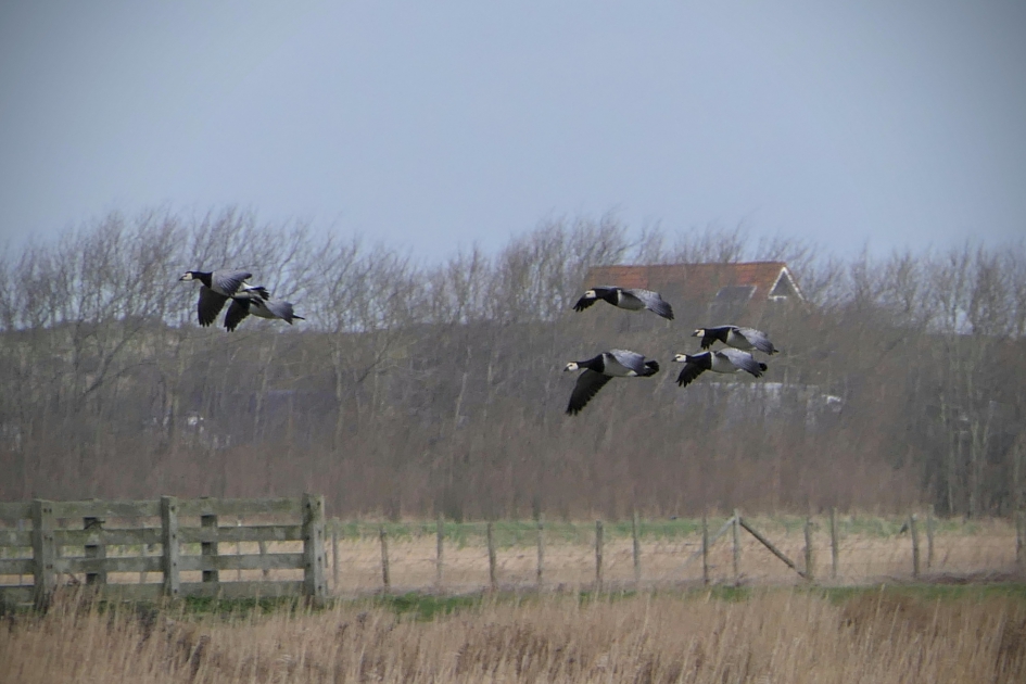 Een vlucht...... - Vogels - Brandgans.