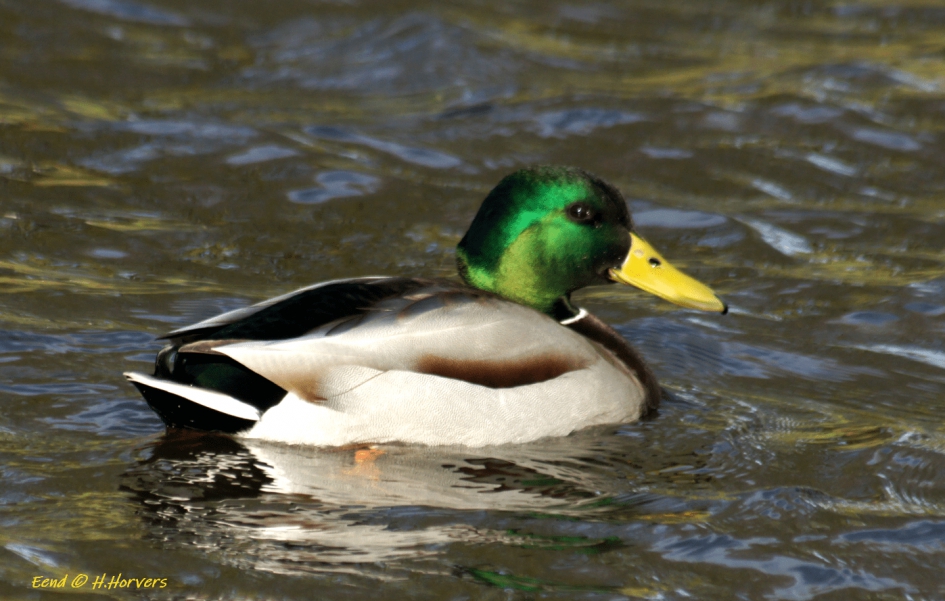 Eend - Vogels - Eend