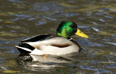 Eend