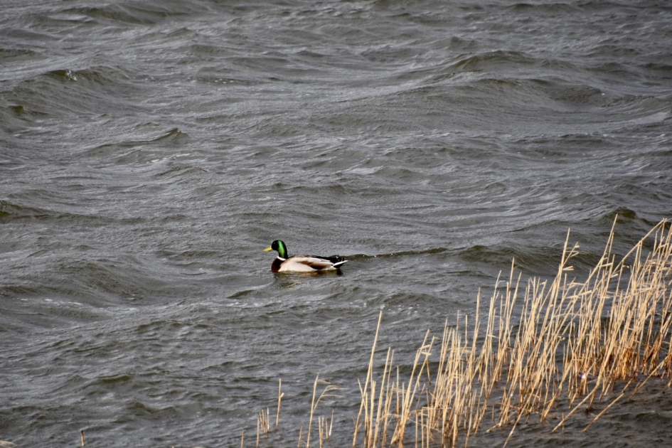 Eend, hoog water - Vogels - 