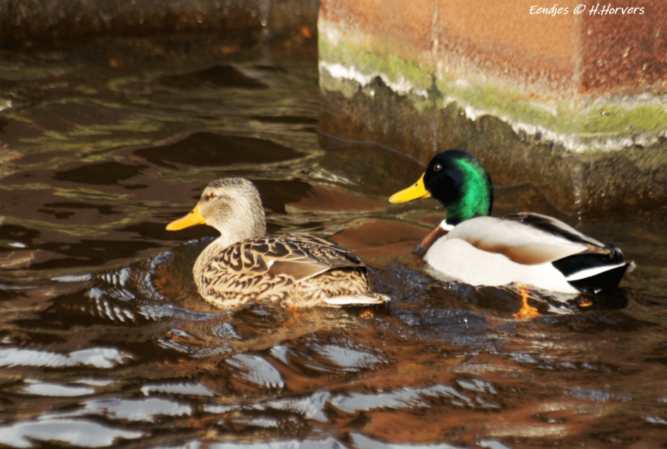 Eendenpaartje - Vogels - Eendenpaartje