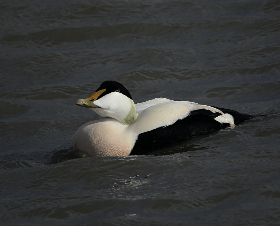 Eider - Vogels - Eider (Eidereend)