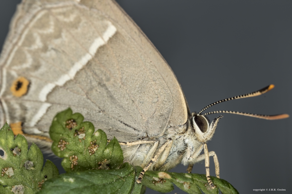 Eikenpage (favonius quercus) - Geleedpotigen - Eikenpage
