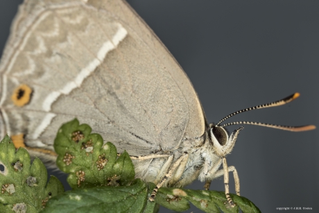 Eikenpage (favonius quercus)