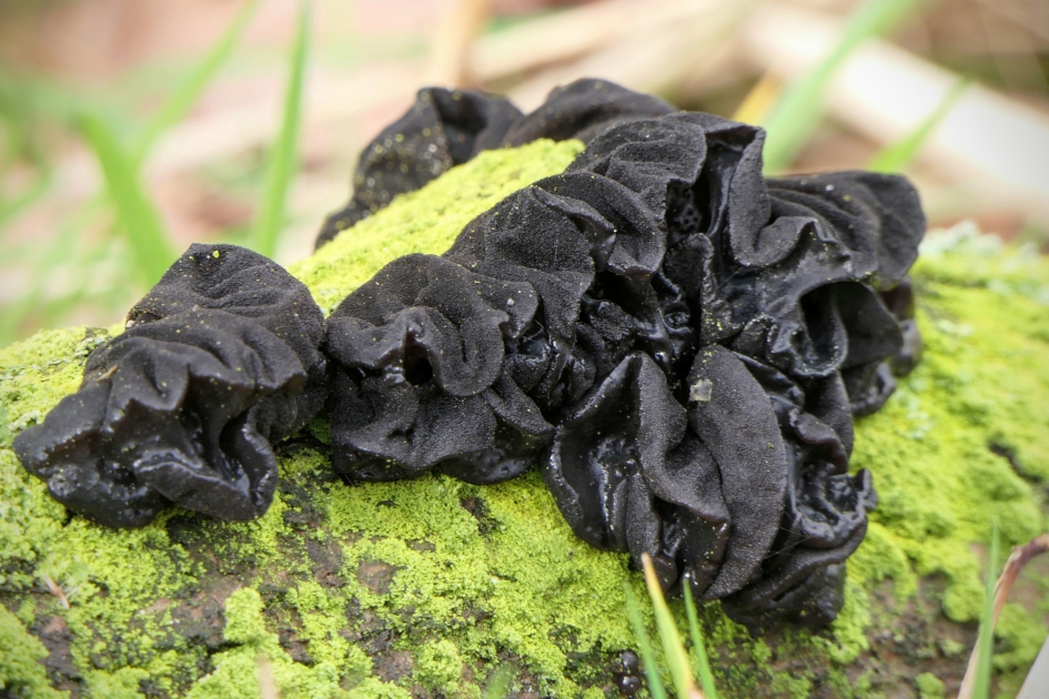 Eikentrilzwam. - Schimmels - Eikentrilzwam