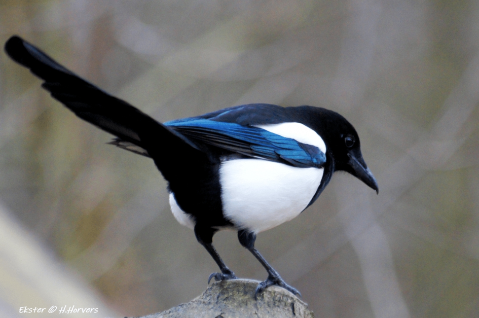 Ekster - Vogels - Ekster