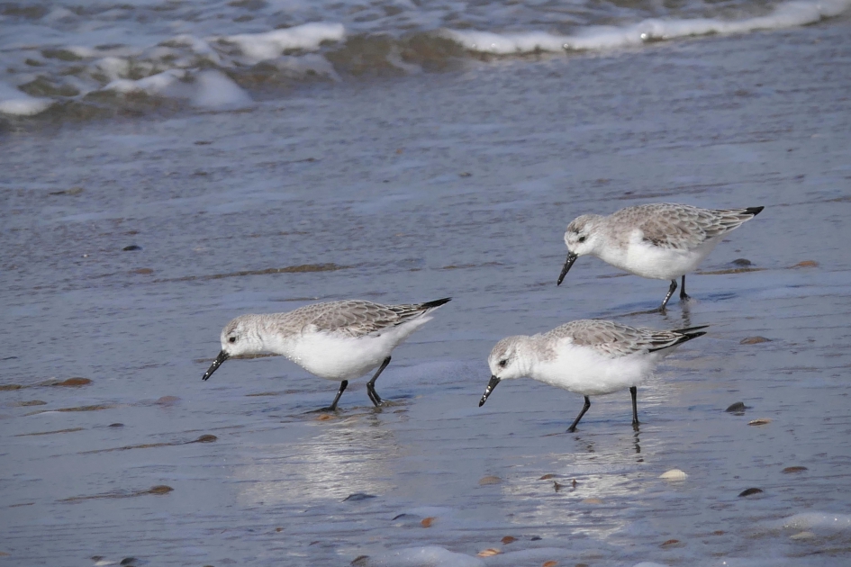 En maar zoeken...... - Vogels - Drieteenstrandloper