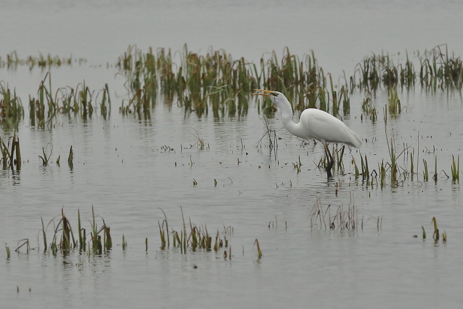etenstijd - Vogels - grote zilverreiger